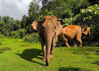 Activities in Chiang Mai